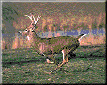 Deer